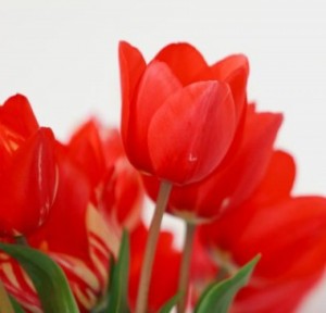  Kerajinan  Tangan  Bunga  Tulip dari  Sedotan  Rere Afrilla